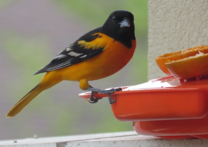 Baltimore oriole looking
