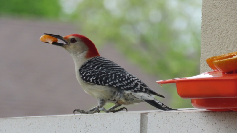 Yellow shafted Flicker